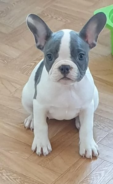 cuccioli di bulldog francese con pedigree