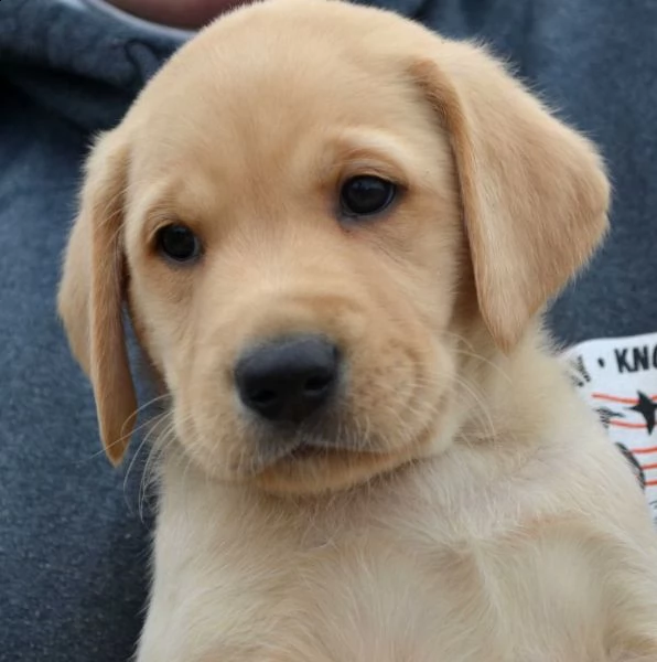 labrador