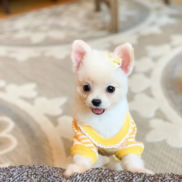 disponiamo cuccioli chihuahua toy 