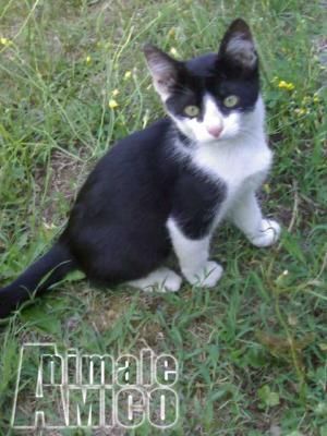 Regalo cucciolo da Volontario a PE offro 4 gattini in adozione 07/07/2014
