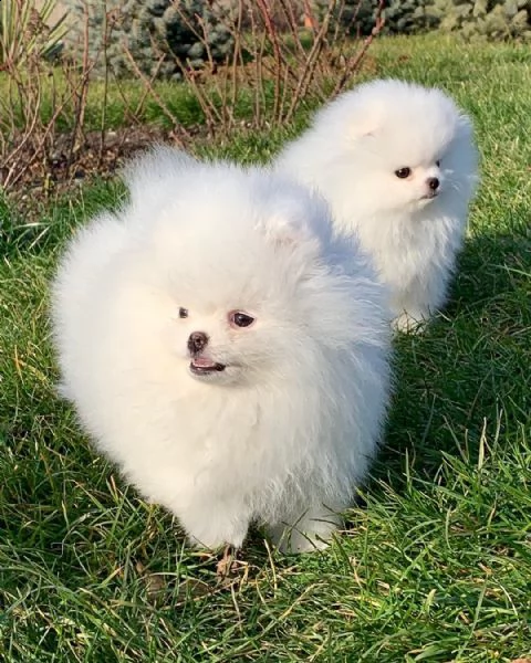 cuccioli pomerania toy
