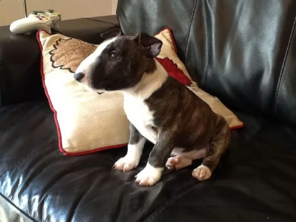 regalo bull terrier
