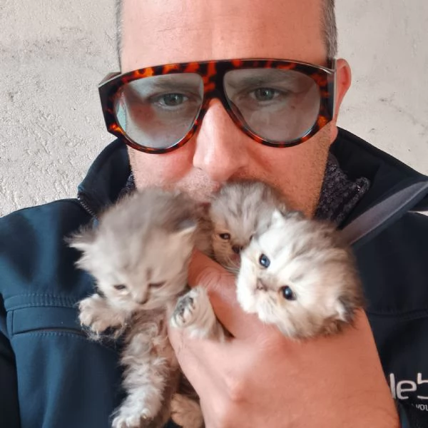 cuccioli gatto persiano | Foto 1