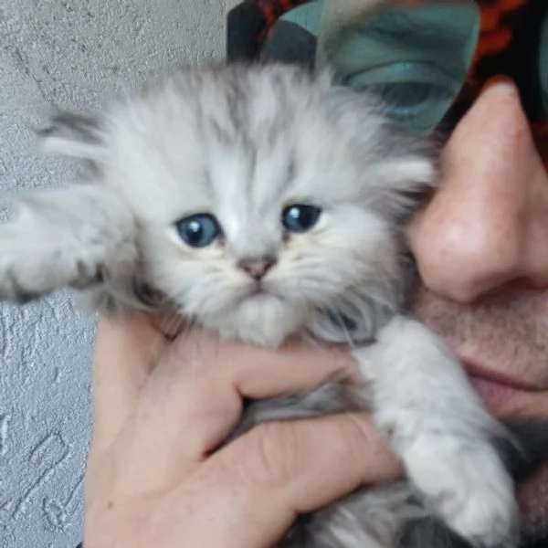 cuccioli gatto persiano