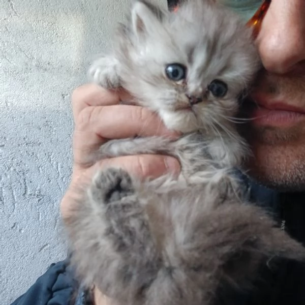 cuccioli gatto persiano | Foto 0