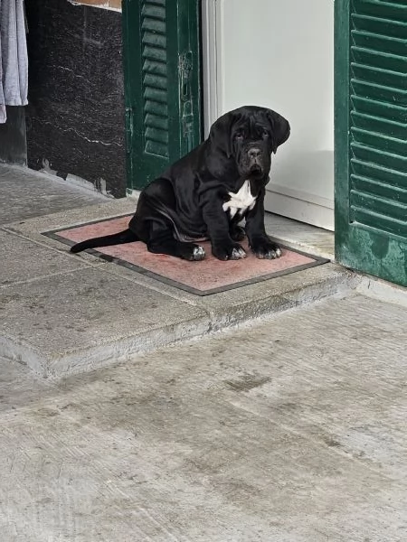 Mastino Napoletano  | Foto 6