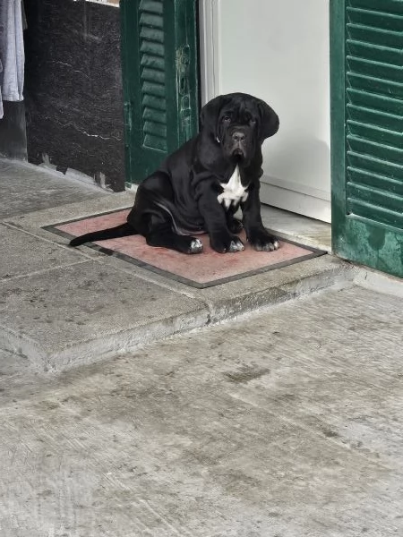 Mastino Napoletano  | Foto 4