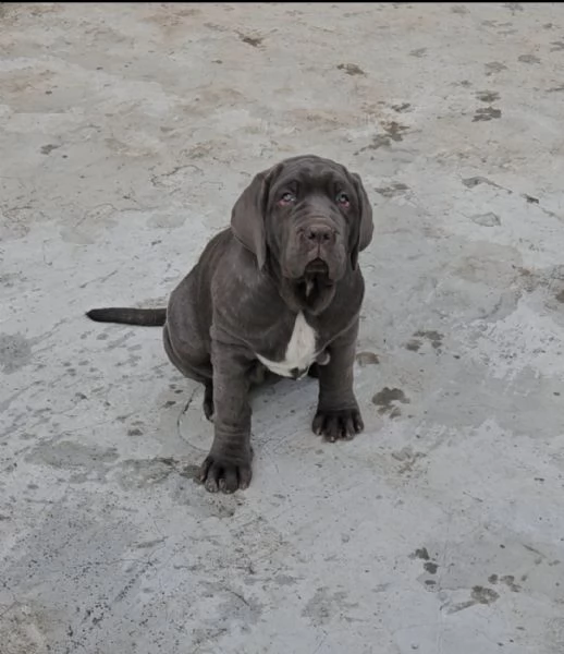 Mastino Napoletano  | Foto 2