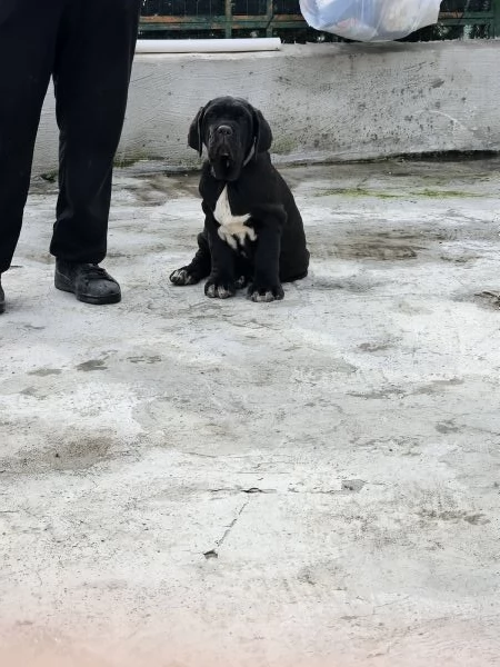 Mastino Napoletano  | Foto 1
