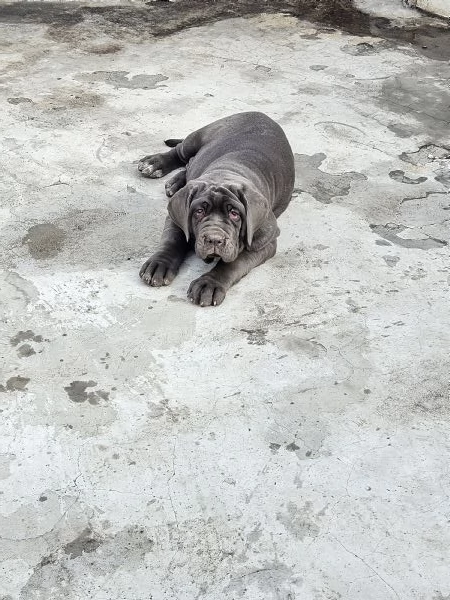 Mastino Napoletano  | Foto 0