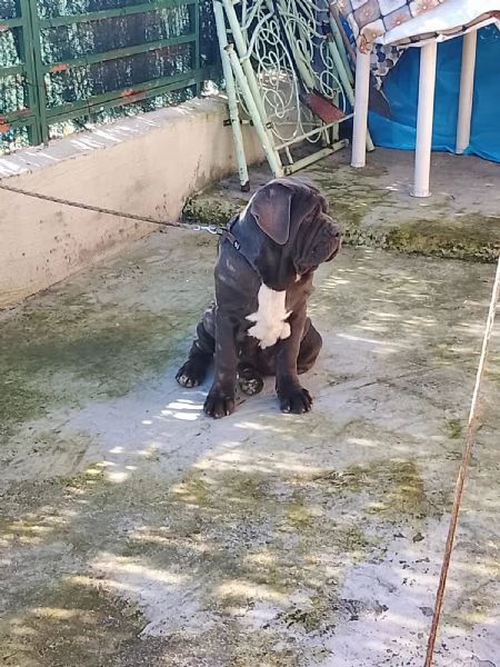 Mastino napoletano  | Foto 3
