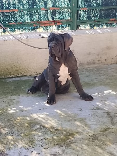 Mastino napoletano  | Foto 2