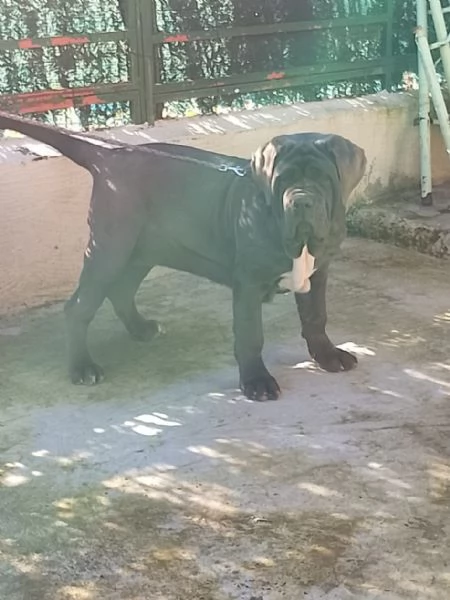 Mastino napoletano  | Foto 1