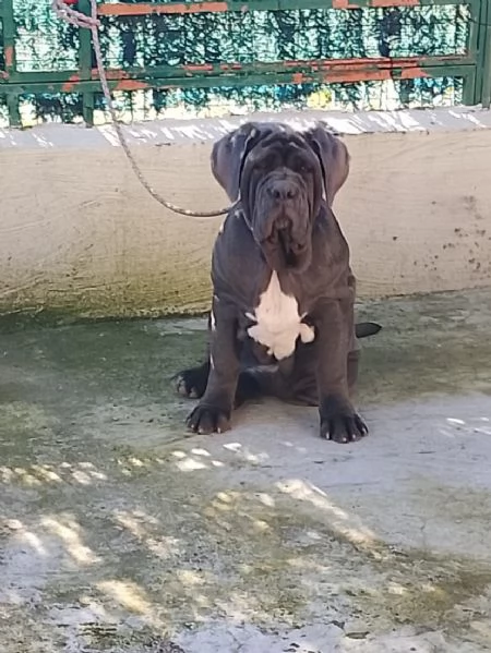 Mastino napoletano  | Foto 0