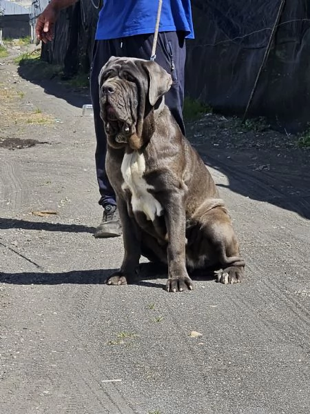 Mastino napoletano 