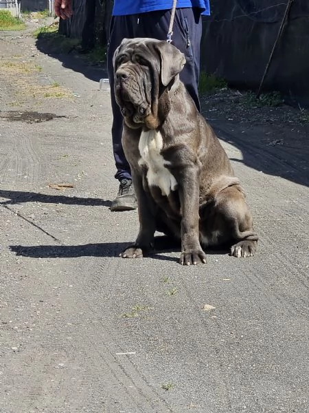 Mastino napoletano  | Foto 3