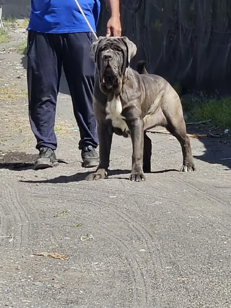 Mastino napoletano  | Foto 2