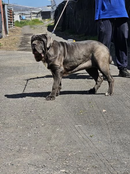 Mastino napoletano  | Foto 1