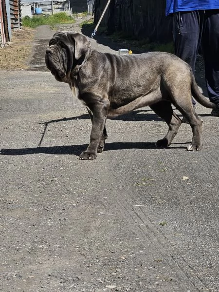 Mastino napoletano  | Foto 0