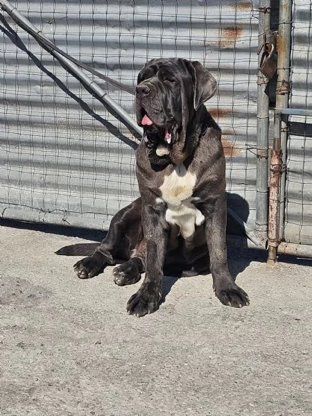 Mastino napoletano  | Foto 5