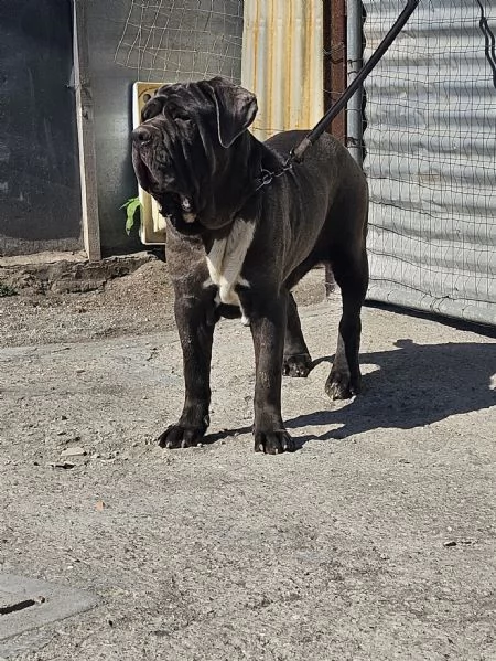 Mastino napoletano  | Foto 4