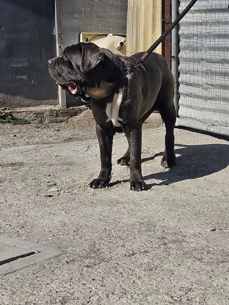 Mastino napoletano  | Foto 3