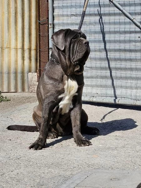 Mastino napoletano  | Foto 2