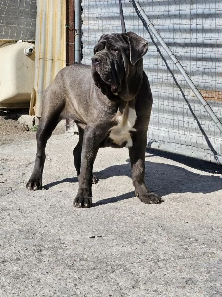 Mastino napoletano  | Foto 1