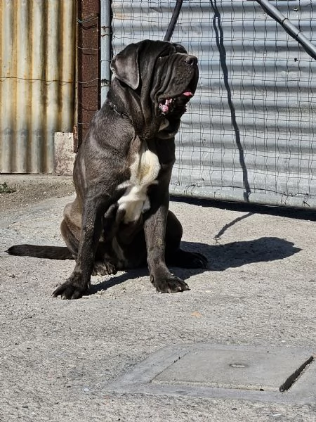 Mastino napoletano 