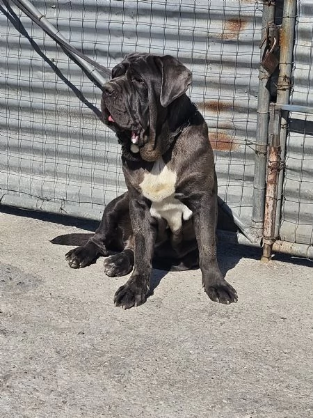 Mastino napoletano  | Foto 0
