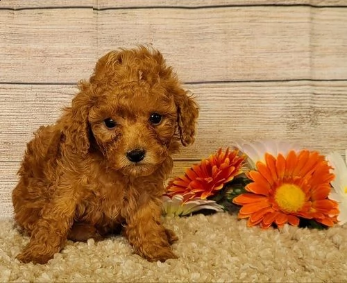  cuccioli di barboncino