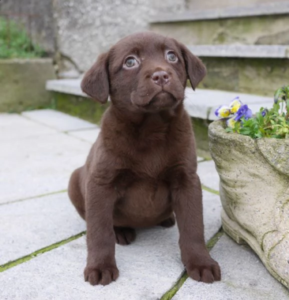 due cuccioli labrador retriver colore chocolate | Foto 1