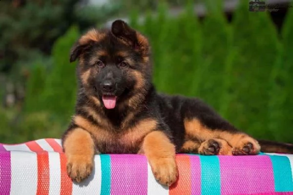 vendita cucciolo bellissimi cuccioli di pastore tedesco nero focato 