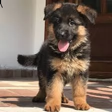 vendita cucciolo cedo cuccioli di pastore tedesco a pelo lungo  | Foto 0