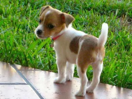 vendita cucciolo cucciole di jack russel | Foto 0