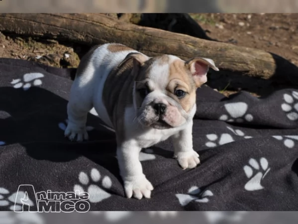 Regalo Bulldog Da Volontario A Cremona Regalo Cuccioli Bulldog Inglese Per L Adozione