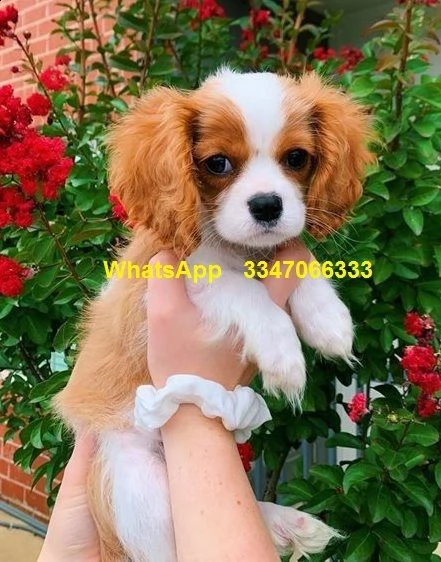 cavalier king charles