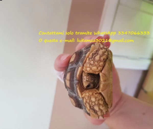 tartarughe sulcata con certificazione cites