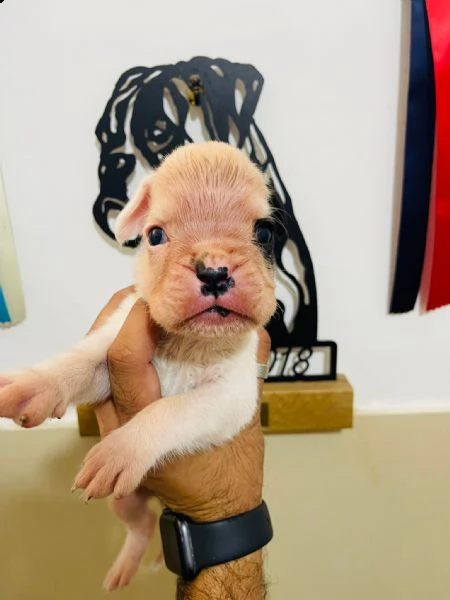 boxer cucciolo bianco