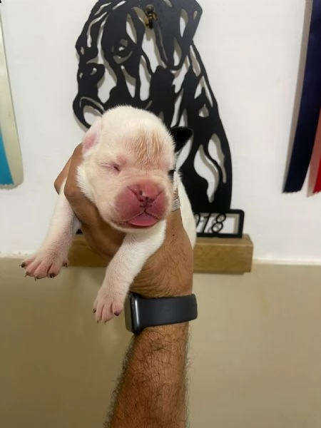boxer cucciolo bianco | Foto 3