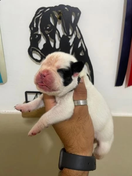 boxer cucciolo bianco | Foto 0