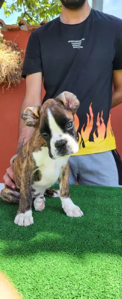 stupendo cucciolo di boxer | Foto 1