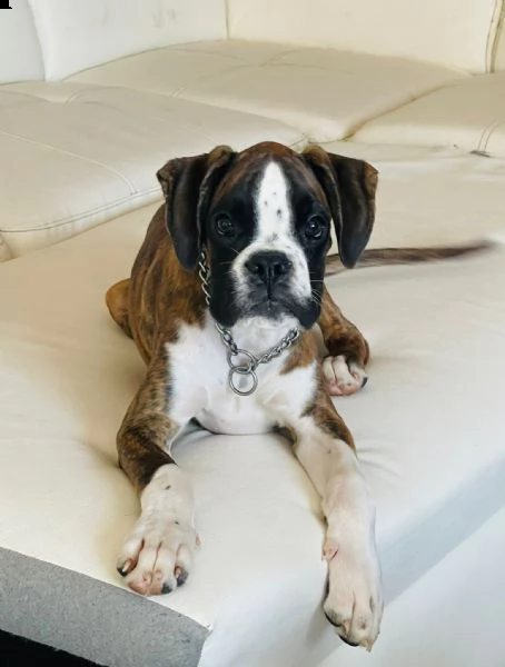 stupendo cucciolo di boxer