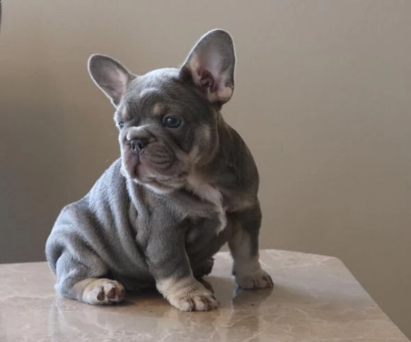 bulldog francese standard