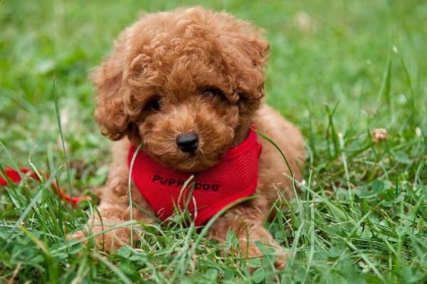 regalo abbiamo tre cuccioli micro barboncino toy che porterebbero a te e alla tua famiglia p