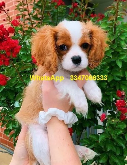 cuccioli di cavalier king charles pronti