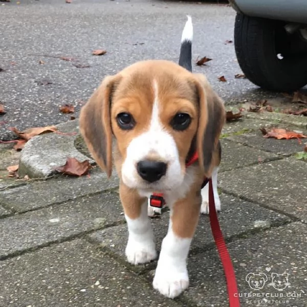 adorabile cucciolo di beagle come regalo