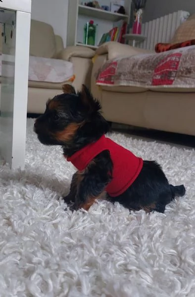 cuccioli yorkshire toy 