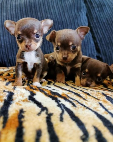 cuccioli di chihuahua