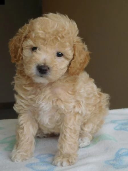 cuccioli di barboncino mini toy 